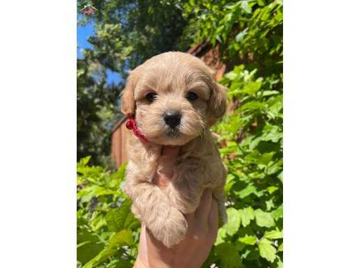 SEVİMLİ MALTİPOO YAVRULARIMIZ