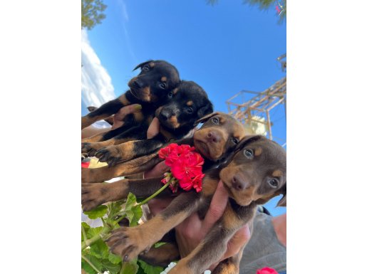 Sağlık ve Irk Garantili KİNG DOBERMAN YAVRULARIMIZ