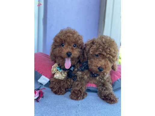 DARK BROWN TOY POODLE YAVRULAR