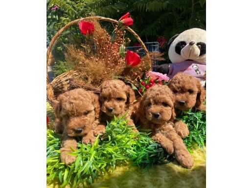 Muhteşem Güzellikte TOY POODLE YAVRULAR