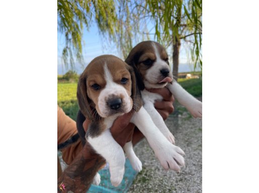 ORJİNAL GÜZEL SURATLI BEAGLE YAVRULAR