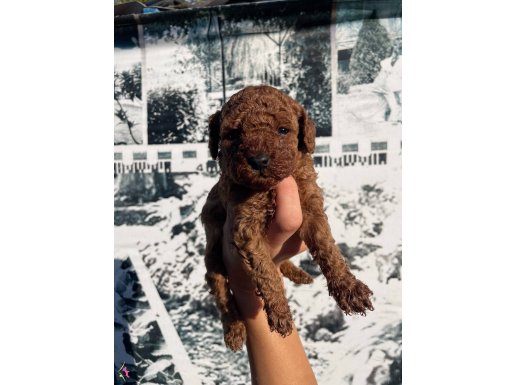 MİNİK SEVİMLİ RED BROWN TOY POODLE BEBEKLER