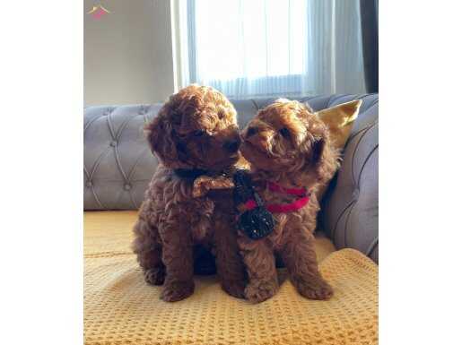 Şirin Surat Mİnİk TOY POODLE YAVRULAR