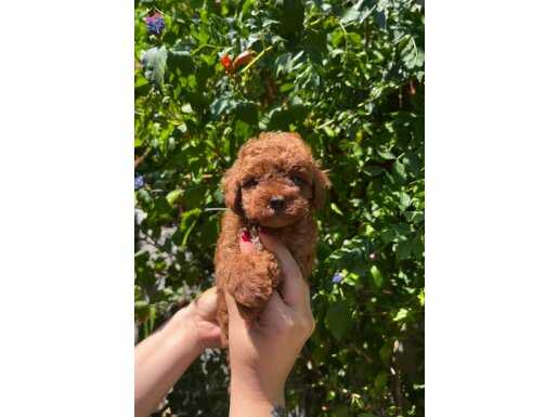 KORE KAN MİNİK BOY TOY POODLE YAVRULAR