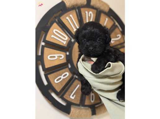 Çok Sevimli Mini Maltipoo -Cackapoo Yavrular