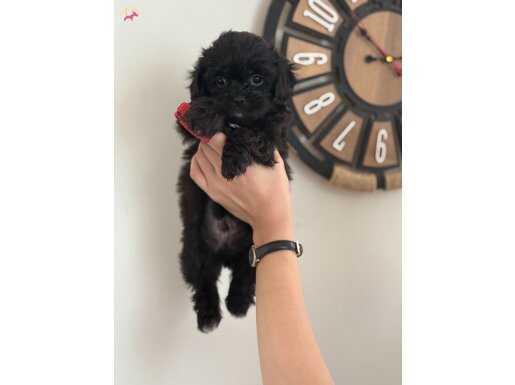 Siyah orjinal teacup maltipoo yavrular 