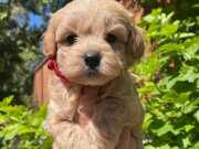 SEVİMLİ MALTİPOO YAVRULARIMIZ