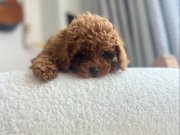 Sevimli Küçük Boy Toy Poodle Yavru