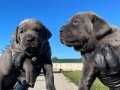 Safkan ırk mükemmel CANE CORSO Yavrularımız