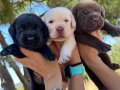 MÜKEMMEL KALİTE LABRADOR yavrularımız