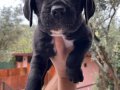 A KALİTE CANE CORSO YAVRULAR