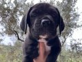 A KALİTE CANE CORSO YAVRULAR