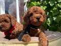 ORJİNAL RED BROWN TOY POODLE YAVRULARIMIZ