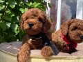 ÜST KALİTE TOY POODLE YAVRULAR