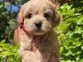 SEVİMLİ MALTİPOO YAVRULARIMIZ