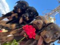 Sağlık ve Irk Garantili KİNG DOBERMAN YAVRULARIMIZ