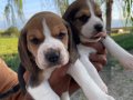 ORJİNAL GÜZEL SURATLI BEAGLE YAVRULAR