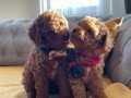 Şirin Surat Mİnİk TOY POODLE YAVRULAR