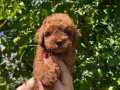 KORE KAN MİNİK BOY TOY POODLE YAVRULAR