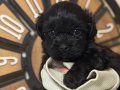 Çok Sevimli Mini Maltipoo -Cackapoo Yavrular