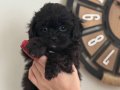 Siyah orjinal teacup maltipoo yavrular 
