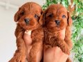 Ev Sıcaklığında Büyüyen Karamel Maltipoo Yavruları
