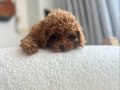 Sevimli Küçük Boy Toy Poodle Yavru