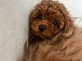 Sevimli Küçük Boy Toy Poodle Yavru