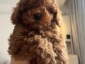 Sevimli Küçük Boy Toy Poodle Yavru
