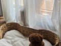 Sevimli Küçük Boy Toy Poodle Yavru