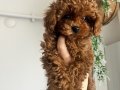 Sevimli Küçük Boy Toy Poodle Yavru