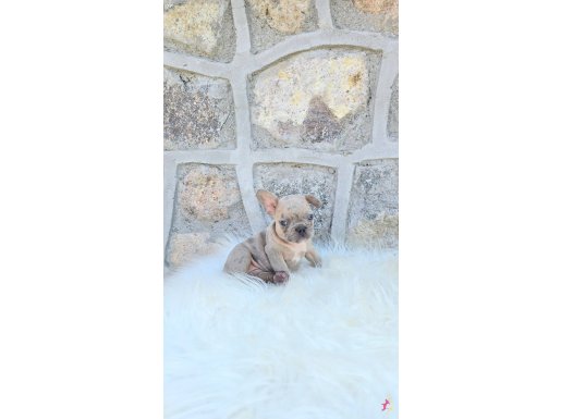 Renkli Gözlü Irk Garantili Yavrularım 