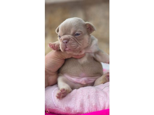 Renkli Gözlü Exotic Yavrularım