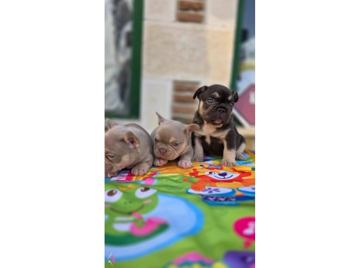 Renkli Gözlü Irk Standartlarına Uygun Yavrularım