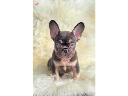 RENKLİ GÖZLÜ EXOTİC YAVRUM