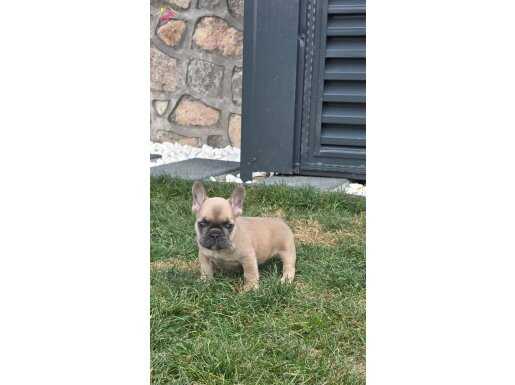 Renkli Gözlü Ev Ortamında Bakılan Erkek Yavrum