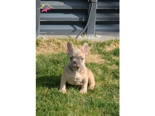 Blue Sable Erkek Yavrum 