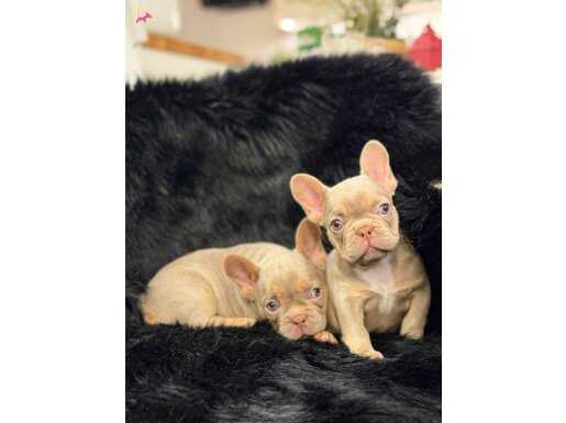 Renkli Gözlü Ev Ortamında Bakılan Yavrularım