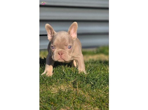 RENKLİ GÖZLÜ IRK GARANTİLİ YAVRULARIM