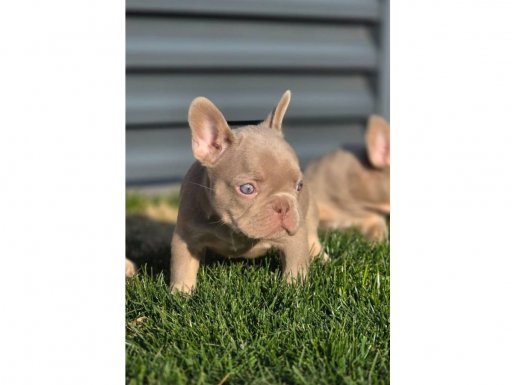 HİPNOTİZE EDEN RENKLİ GÖZLÜ EV ORTAMINDA BAKILAN YAVRULAR