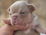 Renkli Gözlü Exotic Yavrularım