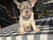 Renkli Gözlü Irk Garantili French Bulldog Yavrularım