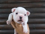 Standart Dişi French Bulldog Yavrumuz