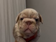 BİG ROPE MERLE YAVRULARIM