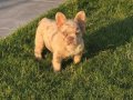 VİSUAL FLUFFY NEW SHADE İSABELLA MERLE 