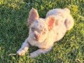 VİSUAL FLUFFY NEW SHADE İSABELLA MERLE 