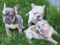 Visual Fluffy French Bulldog Yavrularım