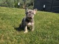 Visual Fluffy French Bulldog Yavrularım