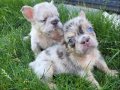 Visual Fluffy French Bulldog Yavrularım
