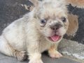 Visual Fluffy French Bulldog Yavrularım